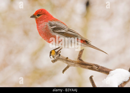 Stati Uniti d'America, Colorado, Frisco. Pino maschio grosbeak arroccato su arto. Foto Stock