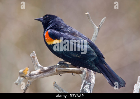 Stati Uniti d'America, Colorado, Frisco. Ritratto del maschio rosso-winged blackbird. Foto Stock