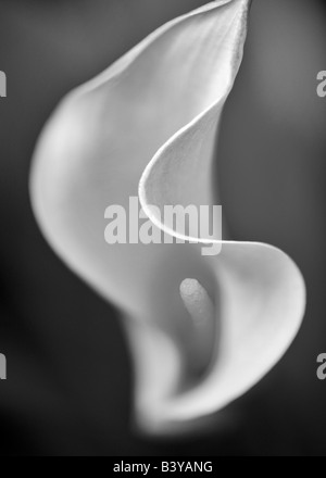 Aruba California Callas sp Zantedeschia Foto Stock