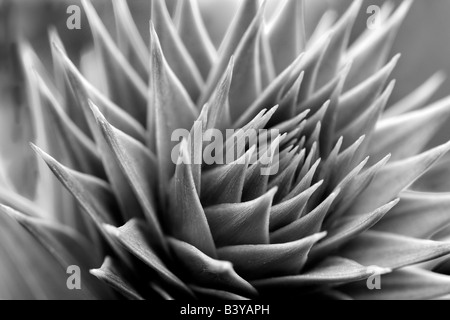 Monkey Puzzle punta ad albero Araucaria acaucana Oregon Foto Stock