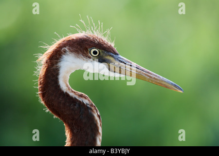 Stati Uniti d'America, Florida, Kissimmee, Gatorland. Ritratto retroilluminato del tricolore heron uccellino. Foto Stock