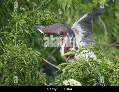 Stati Uniti d'America, Florida, Kissimmee, Gatorland. Airone tricolore pulcino con ali sollevata. Foto Stock