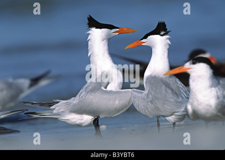 Nord America, USA, Florida, Fort De Soto Park. Una coppia di terne reale in una danza di corteggiamento o rituale Foto Stock