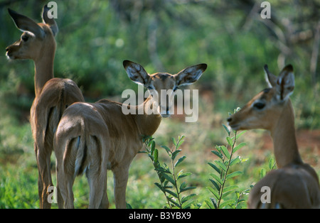 Sud Africa, Provincia di nord-ovest, Pilanesberg Game Reserve. Giovani impala cerbiatti Foto Stock