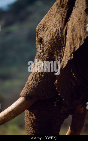 Sud Africa, Provincia di nord-ovest, Pilanesberg Game Reserve. Elephant coperto di fango Foto Stock