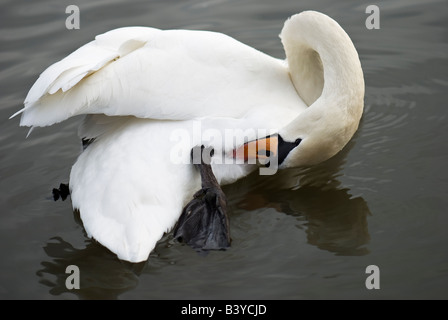 Il cigno muta che prepara le sue piume mentre galleggia sull'acqua calma, un ritratto ravvicinato di questo elegante uccellino d'acqua del Regno Unito. Foto Stock
