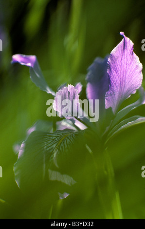 Iris selvatici nei pressi di Monroe Oregon Foto Stock