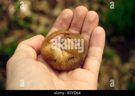 Hazel Moscardino Muscardinus avellanarius fine sospensione nel palmo della mano a Goblin Combe, Somerset nel mese di giugno. Foto Stock