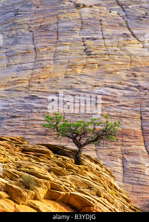 Lone Ponderosa Pine Tree nella scogliera di arenaria Zion National Park nello Utah Foto Stock