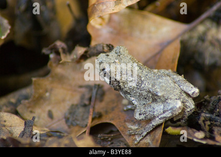 Grigio Raganella Hyla versicolor Foto Stock