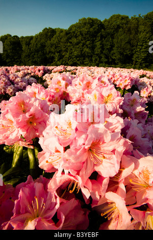 Rhododenrons fiore a un vivaio in Hopkington, Massachusetts. Foto Stock