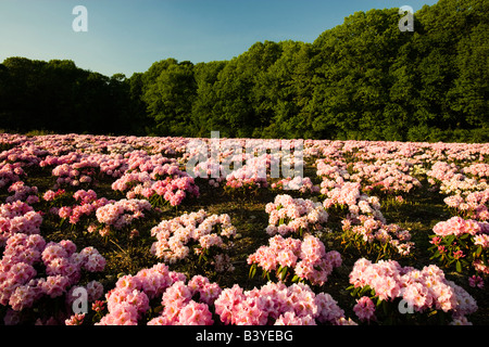 Rhododenrons fiore a un vivaio in Hopkington, Massachusetts. Foto Stock