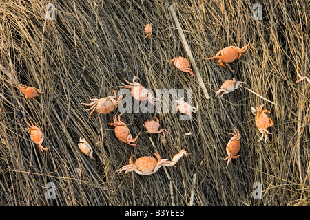 Granchi lavato fino al sale erbe palustri al Strawberry Hill preservare in Ipswich, Massachusetts. Foto Stock