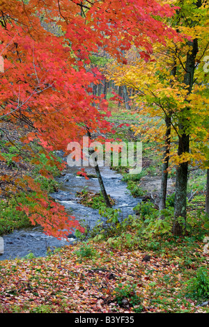 Coles Creek foderato con autunno alberi di acero nei pressi di Houghton in alto del Michigan Foto Stock