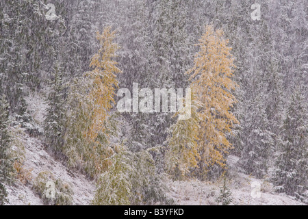 Di betulle in autunno colori durante raffiche di neve contrasta con la foresta di pini vicino a Marias Pass nel Montana Foto Stock