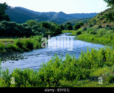 Il Nevada. Stati Uniti d'America. Marys fiume nelle colline ai piedi delle montagne Jarbidge. BLM rangeland pubblica. Grande Bacino. Foto Stock