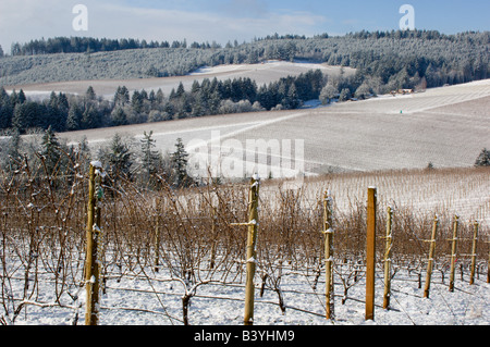 Coperte di neve Knudsen vigneto con cantina Erath sul bordo visto dalla bella Vida vigneti nelle colline di rosso nella Willamette Valley Foto Stock