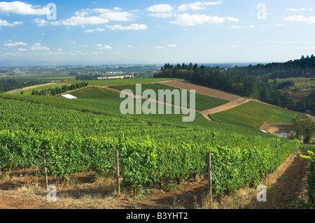 NA; USA; Oregon; Willamette Valley; Dundee; Rosso colline, Winderlea vigneto Foto Stock