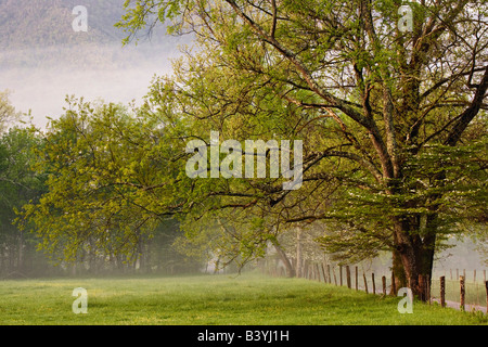 Alberi lungo la recinzione al sunrise, Cades Cove, Great Smoky Mountains National Park, TN Foto Stock