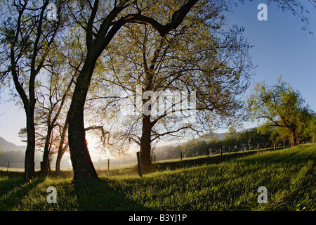 Alberi lungo le scintille Lane profilarsi all'alba, Cades Cove, Great Smoky Mountains National Park, Tennessee Foto Stock