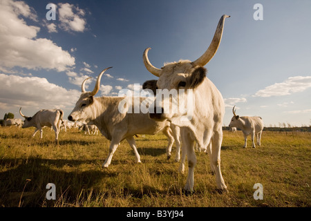 Grigio ungherese bovini nella puszta Foto Stock