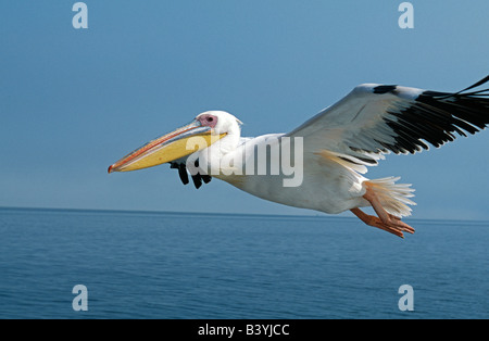 La Namibia, bianco orientale pellicani (Pelecanus onocrotalus) in volo su Walvis Bay / Baii. Foto Stock