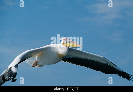 La Namibia, bianco orientale pellicani (Pelecanus onocrotalus) in volo su Walvis Bay / Baii. Foto Stock