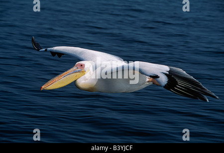 La Namibia, bianco orientale pellicani (Pelecanus onocrotalus) in volo su Walvis Bay / Baii. Foto Stock