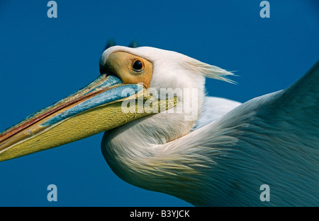 La Namibia, bianco orientale pellicani (Pelecanus onocrotalus) in volo su Walvis Bay / Baii. Foto Stock