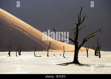 Annerita alberi camelthorn in Dead Vlei, vicino al Sossusvlei, Namibia. Foto Stock