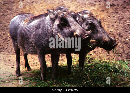 Zoologia / animali, mammifero / di mammifero, suini, Warthog, (Phacochoerus aethiopicus), due maiali in piedi a fianco a fianco, distribuzione: Foto Stock