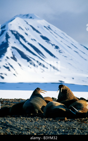 Norvegia Isole Svalbard, Spitsbergen. Maschio (trichechi Odobenus rosmarus) tirata fuori su Prins Karls Forlí e. Foto Stock