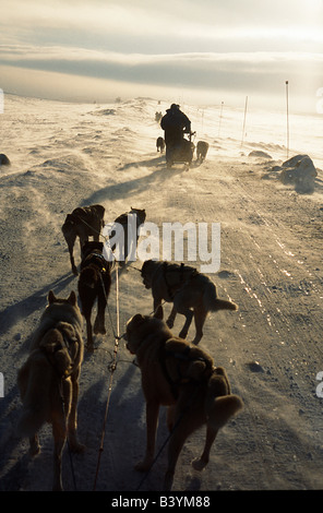 Il team del cane la rubrica nel vento neve soffiata sulla collina congelati nel circolo polare artico, Gargia, nel nord della Norvegia Foto Stock