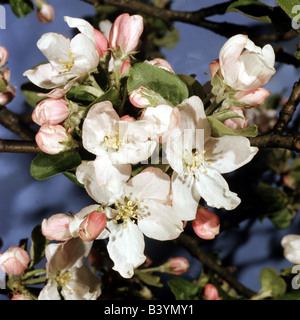 La botanica, paradise, apple (Malus communis), fiori, germogli, in filiali, pistillo, aperto, fioritura, chiuso, blossom, filamento, stame Foto Stock