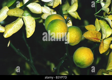 La botanica, arancio amaro (Citrus aurantium), arance ad albero, presso le succursali, pendenti, crescendo, giallo sfumato arancio di Siviglia, aspro Foto Stock