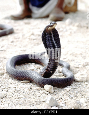 Zoologia / Animali, rettili e serpenti, Indian Cobra, (Naja naja), atteggiamento minaccioso, Marocco, distribuzione: Asia centrale per chi Foto Stock
