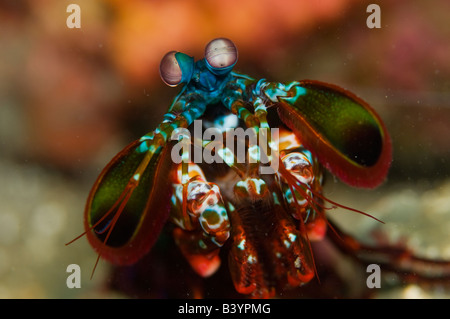 Canocchia Odontodactylus scyllarus nello stretto di Lembeh Indonesia Foto Stock