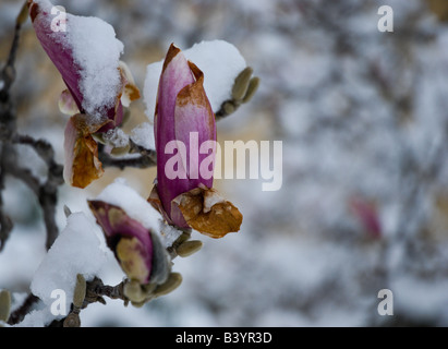 Magnolia blossom coperto di neve. Foto Stock