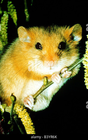 Zoologia / animali, mammifero / di mammifero, mouse, ghiro, (Muscardinus avellanarius), in hazel bush, distribuzione: Europa centrale, Foto Stock