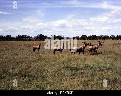 Zoologia / animali, mammifero / di mammifero, antilopi, topi, (Damaliscus lunatus), allevamento di Savannah, pascoli, distribuzione: Est Afric Foto Stock