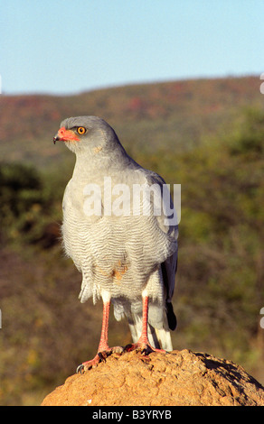 La Namibia, l'Okonjima. Il salmodiare pallido astore, Fondazione Africat Foto Stock