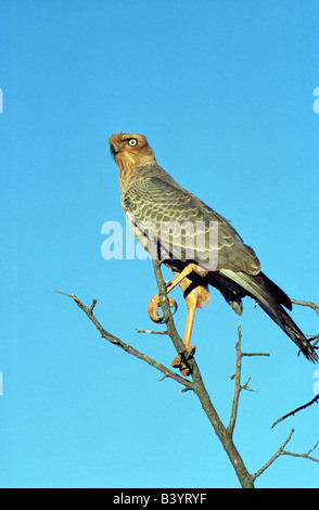 La Namibia, l'Okonjima. Il salmodiare pallido Astore capretti , Fondazione Africat Foto Stock