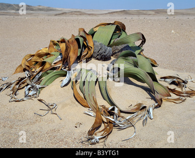 La Namibia, Centrale Namib Desert, Parco Namib-Naukluft. La Welwitschia mirabilis pianta cresce nel terreno sabbioso nel Parco Namib-Naukluft, a est di Swakopmund. Questi curiosi piante del deserto hanno profonda taproots ancora ricevere la maggior parte della loro umidità condensata dal mare di nebbia. Essi vivono in alto di un centinaio di anni e sono molto lenta crescita. Dalla base del loro a forma di cono tronchi crescere due grandi foglie che si estendono dieci piedi o in modo.La pianta è chiamato dopo il botanico austriaco Friedrich Welwitsch che ha raccolto un campione di grandi dimensioni a est di Swakopmund nel 1859. Foto Stock