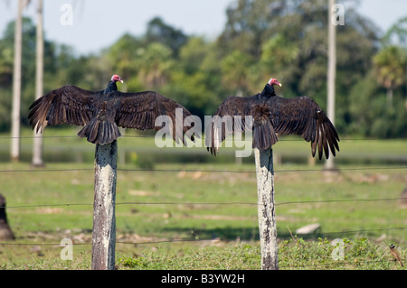 La Turchia avvoltoi Cathartes aura asciugano le ali del Pantanal nel Mato Grosso do Sul in Brasile Foto Stock