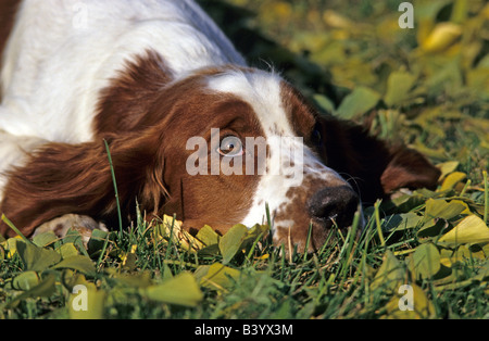 Welsh Springer Spaniel (Canis lupus familiaris), capretti distesa sul terreno durante la ricerca Foto Stock
