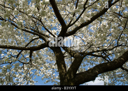 Cherry Prunus sp fiore coltivate Hampshire REGNO UNITO Aprile Foto Stock