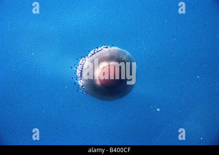 Zoologia / animali, cnidaria, Mediterraneo jelly, (Cotylorhiza tuberculata), in acqua, close-up, distribuzione: Oceano Atlantico, M Foto Stock