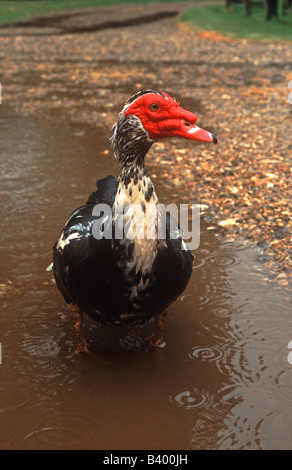 Anatra muta in piedi in una pozza Foto Stock