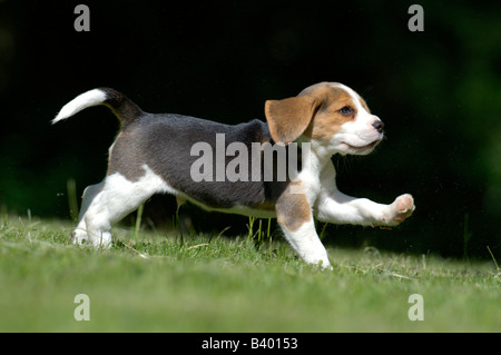 Beagle (Canis lupus familiaris), cucciolo in esecuzione sull'erba Foto Stock