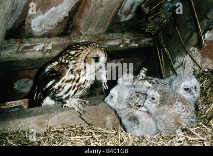 Zoologia / animali, uccelli / bird, Allocco (Strix aluco), alimentando i cuccioli con mouse, nido sotto un tetto, distribuzione: Europa, ASI Foto Stock